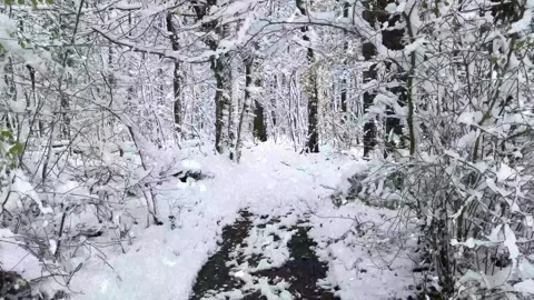 Snow Falling on Snow-Covered Branches Winter Forest Atmosphere Calm Nature Scene Stock Footage 330278462