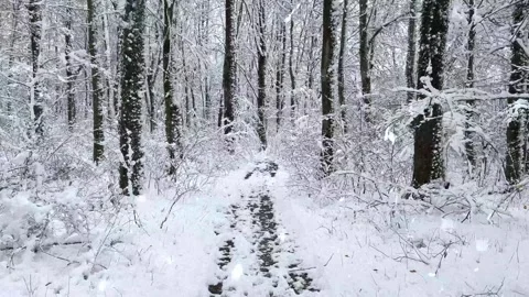 Snow Falling on Snow-Covered Branches Winter Forest Atmosphere Calm Nature Scene Stock Footage 330278463