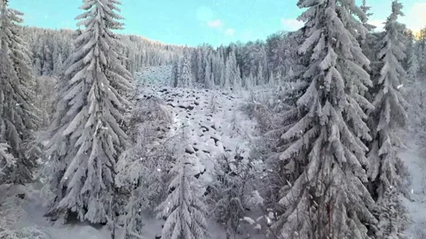 Snow Falling on Snow-Covered Branches Winter Forest Atmosphere Calm Nature Scene Stock Footage 330278478