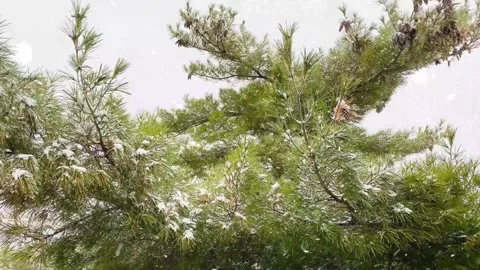 Snow Falling on Snow-Covered Branches Winter Forest Atmosphere Calm Nature Scene 스톡 동영상 330278479