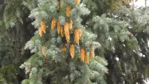 Snow Falling on Snow-Covered Branches Winter Forest Atmosphere Calm Nature Scene Stock Footage 330278488