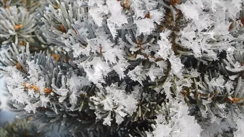 Snow Falling on Snow-Covered Branches Winter Forest Atmosphere Calm Nature Scene Stock Footage 330278509