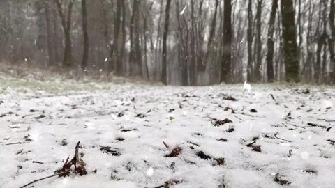 Snow Falling on Snow-Covered Branches Winter Forest Atmosphere Calm Nature Scene Stock Footage 330278805