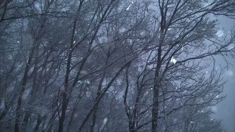 Snow Falling on Snow-Covered Branches Winter Forest Atmosphere Calm Nature Scene Stock Footage 330279031