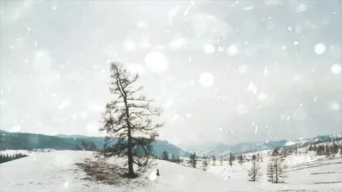 Snow Falling on Snow-Covered Branches Winter Forest Atmosphere Calm Nature Scene Video stock 330279064