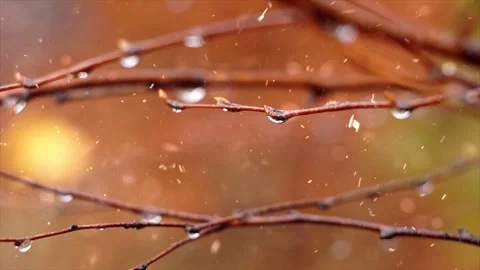 Snow Falling on Snow-Covered Branches Winter Forest Atmosphere Calm Nature Scene Stock-Footage 330281098