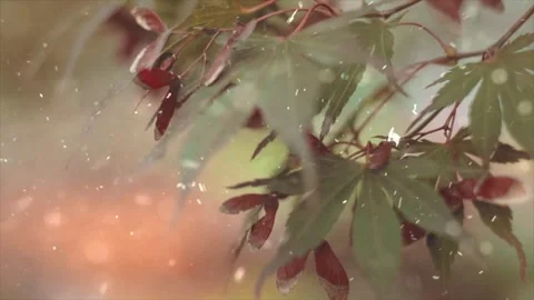 Snow Falling on Snow-Covered Branches Winter Forest Atmosphere Calm Nature Scene Vídeo Stock 330281790