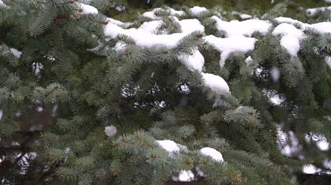Snow falling with snow-covered pine branches in background Stock Footage 61437968