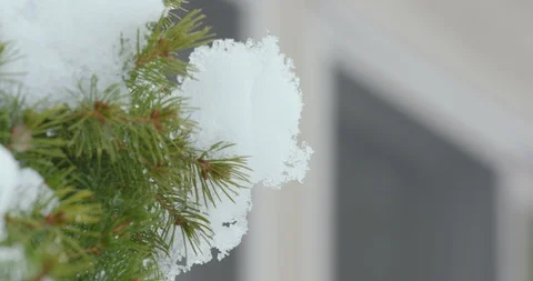 Snow Falling from Snow-Covered Tree 動画素材 88228835