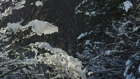 Snow falling from snow-covered tree branches. Stock Footage 220936830