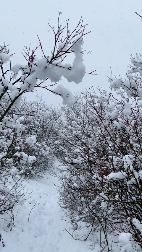 Snow falling on snow-laden branches over a path lined with bushes and low trees Stock Footage 344951249