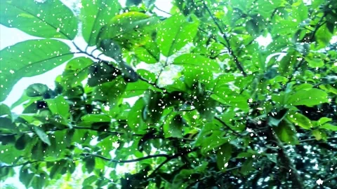 Snow falling, snowfall overlay 4k motion background. Stock Footage 320470705