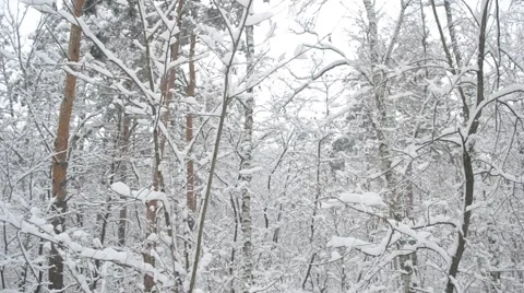Snow falling in snowy mixed forest in winter Stock Footage 51425207