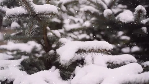Snow Falling on Snowy Pine Tree - Winter Christmas Background 스톡 동영상 325337143