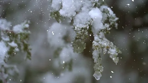 Snow Falling on Snowy Pine Tree - Winter Christmas Background Stock Footage 325337339