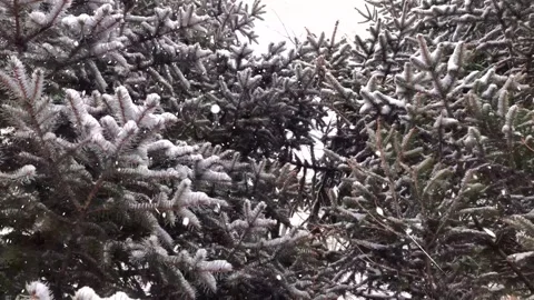 Snow Falling on Snowy Pine Tree - Winter Christmas Background Video stock 325337401