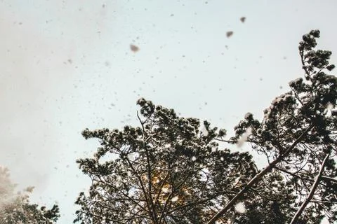 Snow falling from snowy pine trees. Blue sky on a background. Stock Photos