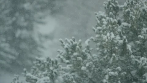 Snow falling on snowy trees Stock Footage 270226979