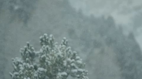 Snow falling on snowy trees Vidéo 270228424