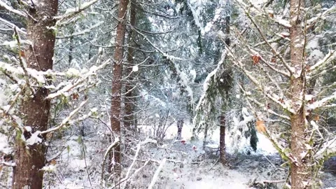 Snow Falling on Snowy Trees - Winter Background Stock Footage 325337225