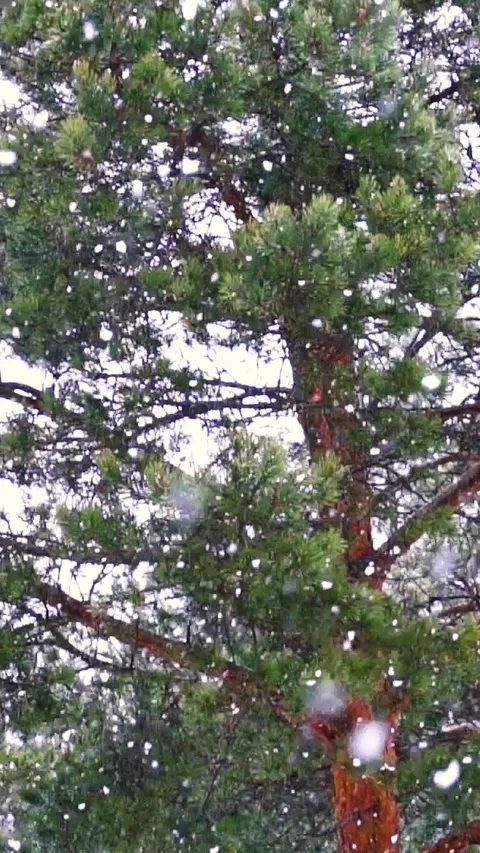 Snow is falling. Snowy weather in pine forest. Winter nature. Vertical Stock Footage 306031587