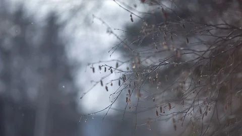 Snow falling in snowy woods Stock Footage 87812133