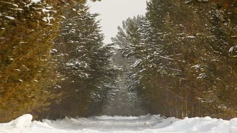 Snow falling in snowy woods Stock Footage 87812280
