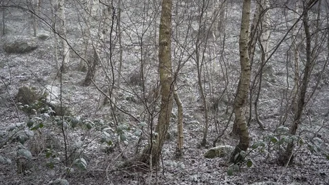 Snow falling in sparse forest, UK, snowing gently, 4k, UHD Stock Footage 86471321