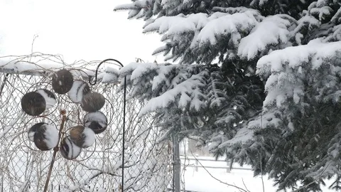 Snow falling on spinning yard ornament and pine tree Stock Footage 71192659