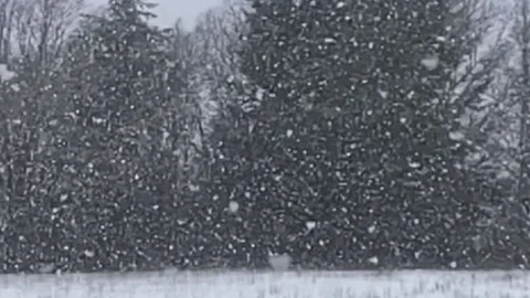 Snow falling - spruce behind - widens out Stock Footage 145864193