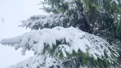 Snow falling on the spruce Stock Footage 297736132
