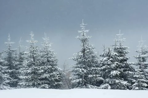Snow falling in a spruce forest Stock Photos