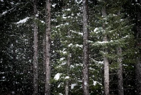 Snow falling in a spruce forest Stock Photos