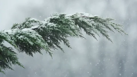 SNOW FALLING ON TO SPRUCE TREE IN SLOW MOTION AS IT SWAYS Stock Footage 126544770