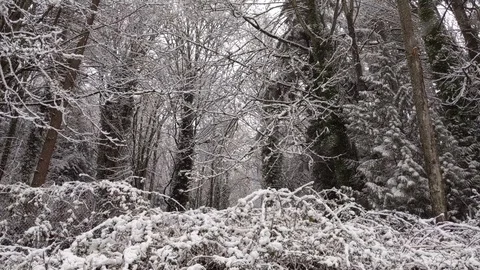Snow falling steadily deep in the pacific northwest woodland Stock Footage 123321345