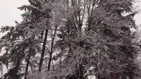 Snow falling steadily through the trees deep in the pacific northwest Stock Footage 123320962