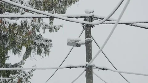 Snow falling on a street lamp with pine branches in the background Stock-Footage 262044976