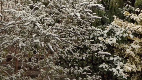 Snow falling on summer lilac in a garden Stock Footage