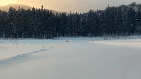 Snow falling at sunset, alpine forest no footprints Stock Footage 123753746