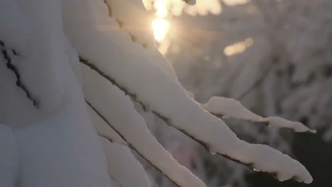 Snow falling at sunset on a background of snowy branches Video stock 124337347