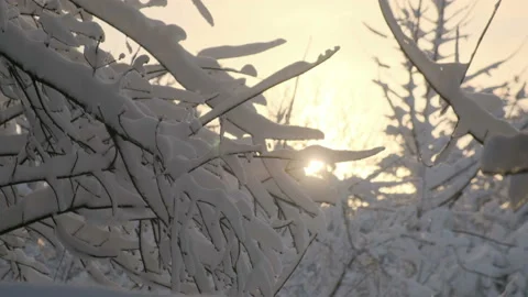 Snow falling at sunset on a background of snowy branches 스톡 동영상 124337687