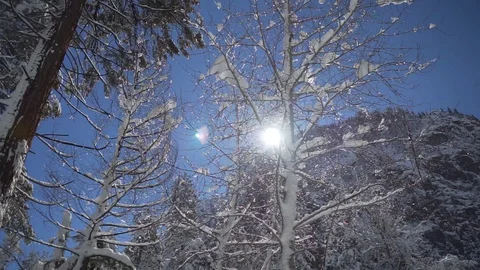 Snow falling from tall pine trees Stock Footage 127613153