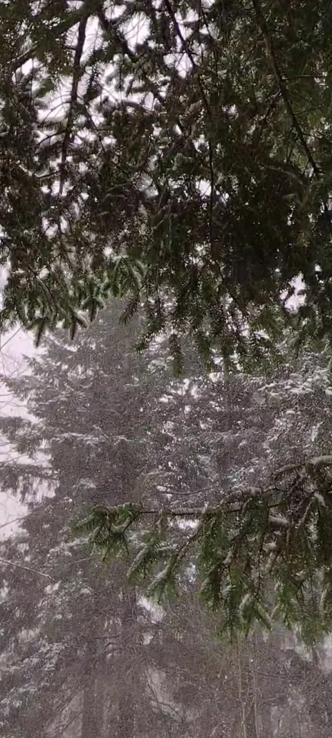 Snow falling through branches of  the tall stand of trees Stock Footage 167531135