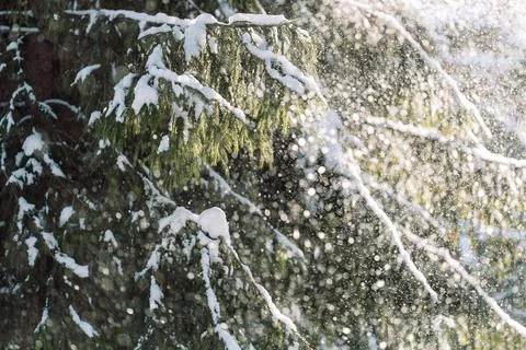 Snow falling through evergreen trees in bright winter sunlight, Christmas Stock Photos