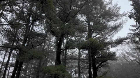Snow Falling Through Misty Pine Forest Treetops Stock Footage 330537673