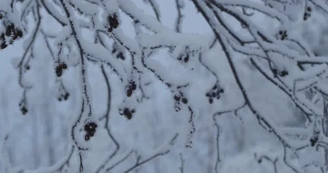 Snow Falling through a snowy forest Stock Footage 234092559