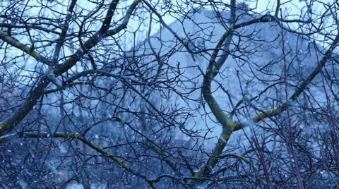 Snow Falling Through The Tree Branches Slow Motion Stock Footage 46820327