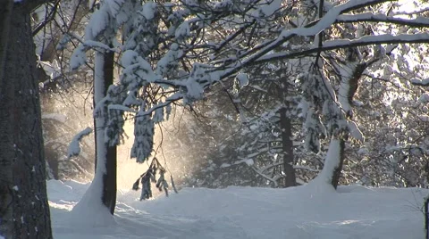 Snow Falling Through Trees Stock Footage 44782052