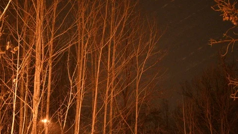 Snow falling through trees Stock Footage 108518683