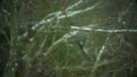 Snow Falling Through Trees Vidéo 147779586